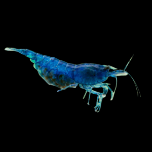 Blue Dream Shrimp (1 - 1,5 Cm)