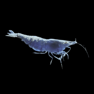 Blue Striped Shrimp (1 -1,5 Cm)