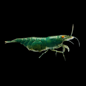 Orange And Green Shrimp (1 - 1,5 Cm)