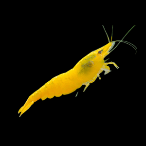 Yellow Shrimp (1 - 1,5 Cm)