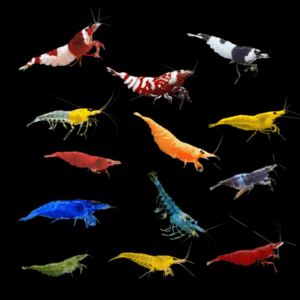 Assorted Cherry Shrimp (2 Cm)