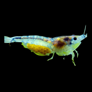 Rili Shrimp (1 - 1,5 Cm)