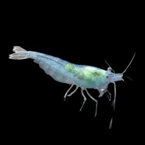 Blue Star Striped (1 Cm)