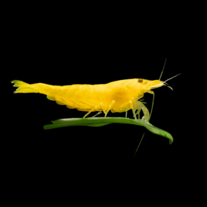 Yellow Neon Shrimp (1,5 -2 Cm)