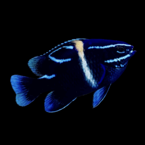 Bluestreak Damselfish - M