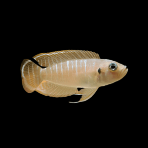 Lamprologus Brevis Cichlid (3 - 4 Cm)