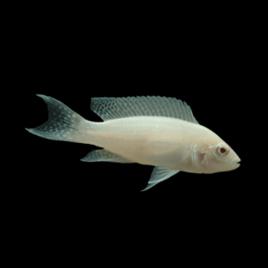 Albino Lamprologus Brichardi Cichlid (3,5 - 4 Cm)