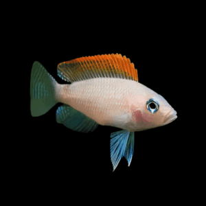 Red Fin Neolamprologus Caudopunctatus Cichlid (> 5,5 Cm)