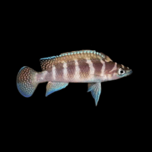 Lamprologus Cylindricus Cichlid (4 - 5,5 Cm)
