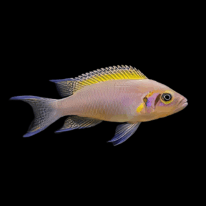 Lamprologus Brichardi Cichlid (3 - 4 Cm)