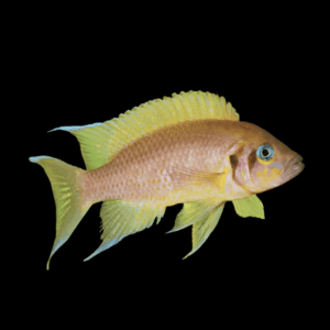 Neolamprologus Falcicula Cygnus Cichlid (3,5 - 4 Cm)