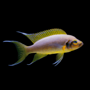 Daffodil Cichlid (3 - 4 Cm)