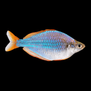 Neon Preacox Rainbow Fish (2,7 - 3,3 Cm)