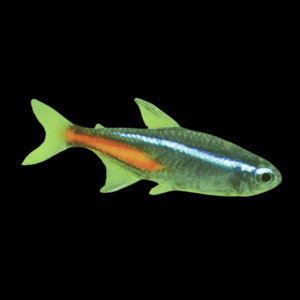 Green Neon Tetra (1,5 - 2 Cm)