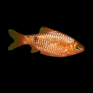 Neon Orange Rosy Barb (3,5 - 4 Cm)