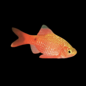 Neon Rosy Barb (3,5 - 4 Cm)