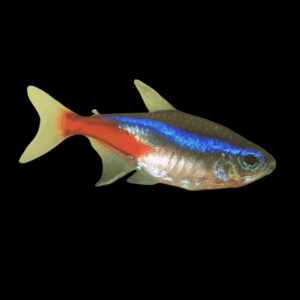 Neon Tetra (> 3 Cm)