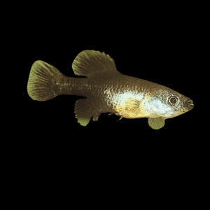 Two Line Skiffia (2 - 3 Cm)