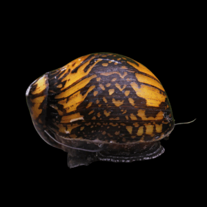 Batik Snail (1cm)