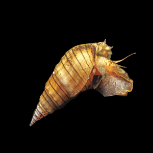 Prambanan Nerite Snail (1.5 - 2cm)