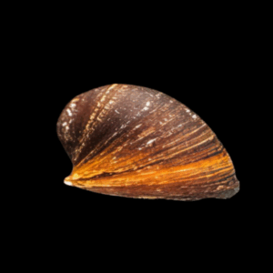 Red Lips Nerite Snail (1 - 2cm)