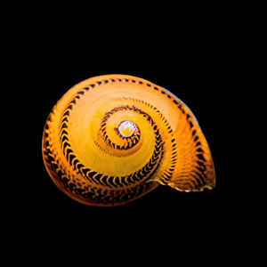 Ringed Nerite Snail (2cm)