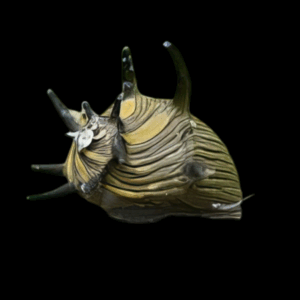 Sun Nerite Snail (M)