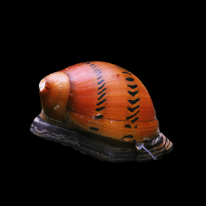 Spotted Nerite Snail (0.5 - 2cm)
