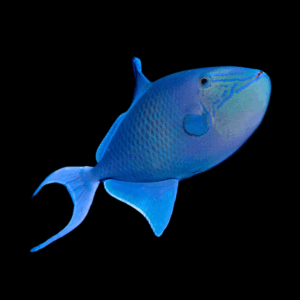 Niger Red-Toothed Triggerfish - M