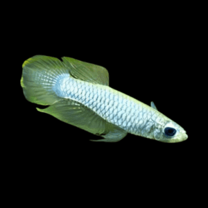 Normans Lampeye (1,5 - 2 Cm)