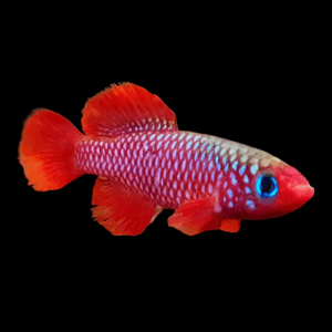 Nothobranchius Cardinalis Killifish (2,5 - 3 Cm)