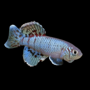 Nothobranchius Eggersi Blue Killifish (2,5 - 3,5 Cm)