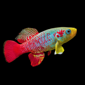 Guenther's Killifish (2,5 - 3,5 Cm)