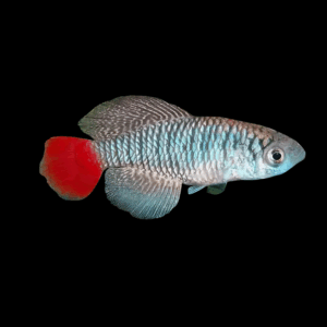 Patrizii Killifish (2,5 - 3,5 Cm)
