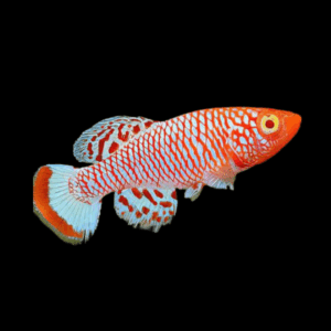 Nothobranchius Albino Rachovii Killifish (2,5 - 3,5 Cm)