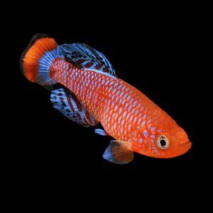 Nothobranchius Rachovii Killifish (2,5 - 3,5 Cm)