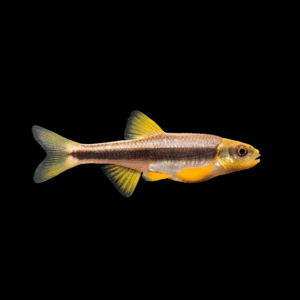Yellowfin Shiner (2,5-3 Cm)