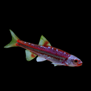 Rainbow Shiner (3 - 3,5 Cm)