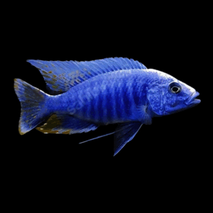 Aulonocara Nyassae Blue Peacock Cichlid (3 - 4 Cm)