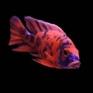 Aulonocara Orange Blotch Peacock Cichlid (3 - 4 Cm)
