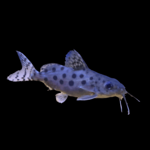 Ocellated Synodontis Catfish (4,5 - 5 Cm)