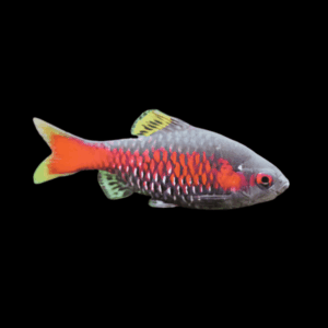 Odessa Barb (2,5 - 3 Cm)