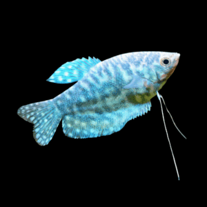 Opaline Gourami (3 - 4 Cm)