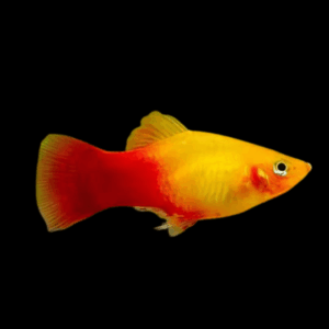 Orange And Gold Platy (3 - 4 Cm)