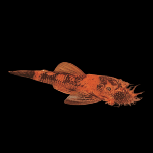 Red And Brown Bristlenose Pleco (5 - 7 Cm)
