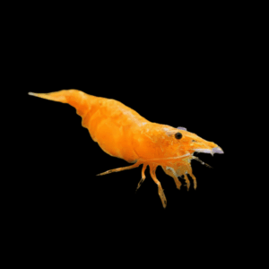 Orange Japonica Shrimp (2 - 3 Cm)