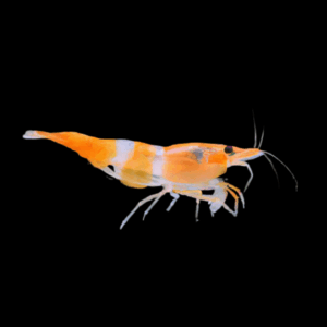 Orange Rili Shrimp (1 - 1,5 Cm)