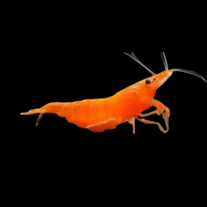 Orange Shrimp (1,5 - 2 Cm)