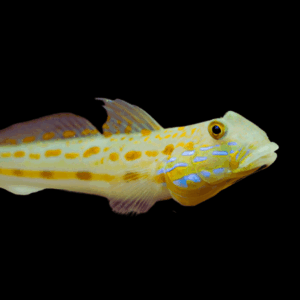 Orange Spot Maiden Goby - M