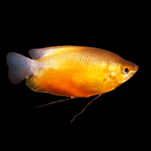 Orange Thicklip Gourami (3 - 4 Cm)